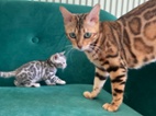 Bengálská koťátka s PP - silver spotted