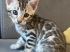 Bengálská koťátka s PP - silver spotted
