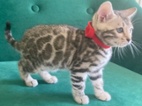 Bengálská koťátka s PP - silver spotted