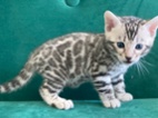 Bengálská koťátka s PP - silver spotted