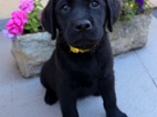 IHNED K ODBĚRULabradorský Retriever