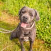 Italský corso pes (Cane Corso)