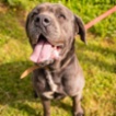 Italský corso pes (Cane Corso)