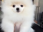 Máme k dispozici štěňata pomeraniana