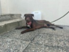 Americký pitbulteriér
