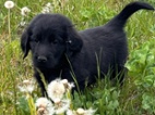 Flat coated retriever s PP fenka a pejse