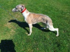 Vipet /Whippet/ - pejsek s PP
