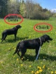 Labradorský retrívr