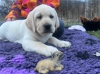 TOP ŠTĚNĚ LABRADORSKÝ RETRIEVER s PP