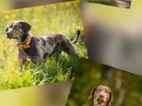Louisianský leopardí pes štěňata