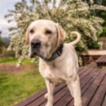 Italský corso pes (Cane Corso)