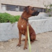 Rhodéský ridgeback