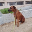 Rhodéský ridgeback