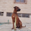 Rhodéský ridgeback