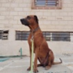 Rhodéský ridgeback