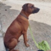Rhodéský ridgeback