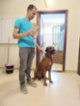 Rhodéský ridgeback