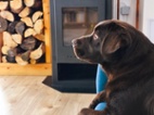 11 měsíční hnědý labrador s PP