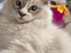 Ragdoll kocourek