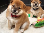 Shiba inu s FCI PP