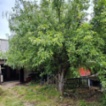 Prodej rodinného domu 350, Vinohradská, Čechtice