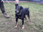 Německý lovecký teriér (Jagdterrier)