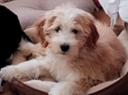 Cavapoo štěně
