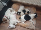 Štěňátka Jack Russell teriéra s Parson t