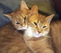 Kočka domácí