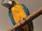 Ara ararauna