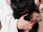 Pomeranian mini pejsek