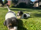 Jack Russel