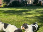 Jack Russel