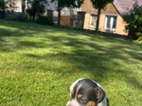 Jack Russel