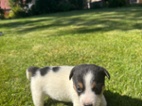 Jack Russel