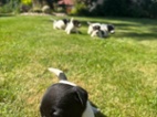 Jack Russel