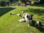 Jack Russel