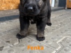 Štěňata Německého ovčáka