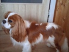 Kavalír King Charles španěl