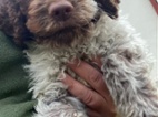 Lagotto Romagnolo s PP