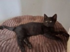 Kočka domácí