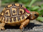SUCHOZEMSKÉ ŽELVY PARDÁLÍ – odchov