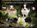 Štěňátka Australského ovčáka