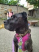 Italský corso pes (Cane Corso)