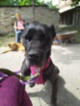 Italský corso pes (Cane Corso)