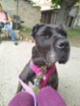 Italský corso pes (Cane Corso)