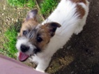 Štěně - fenka Jack Russell teriéra s PP