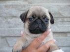 Mops - Štěňátka