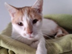 Kočka domácí
