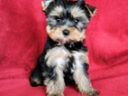 Jorkšírský teriér štěňata s PP FCI